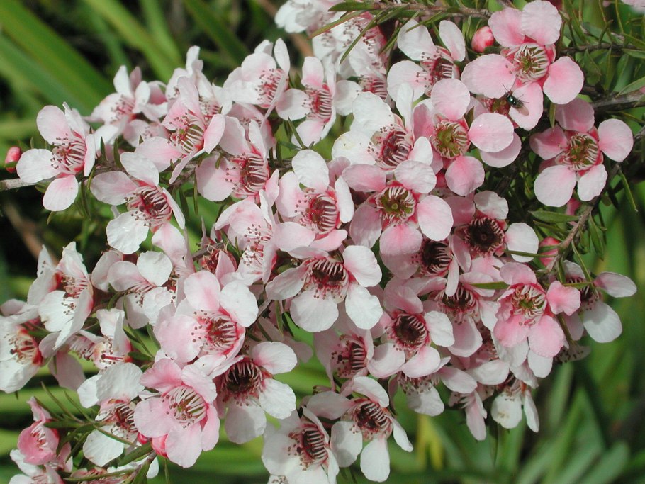 Leptospermum Rubinette