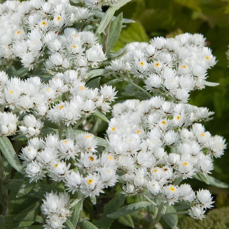 Анафалис комар