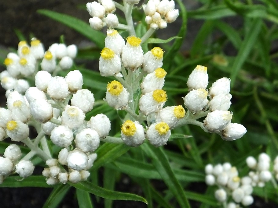 Moehringia trinervia