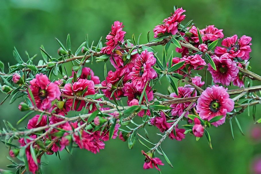 Leptospermum scoparium (лептоспермум)