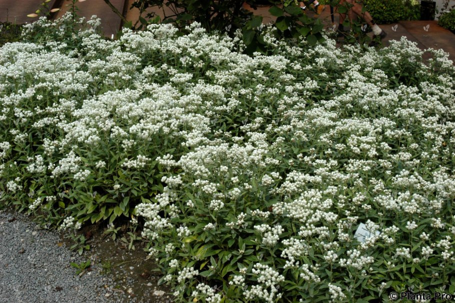 Анафалис трехжилковый  silver wave (anaphalis triplinervis)