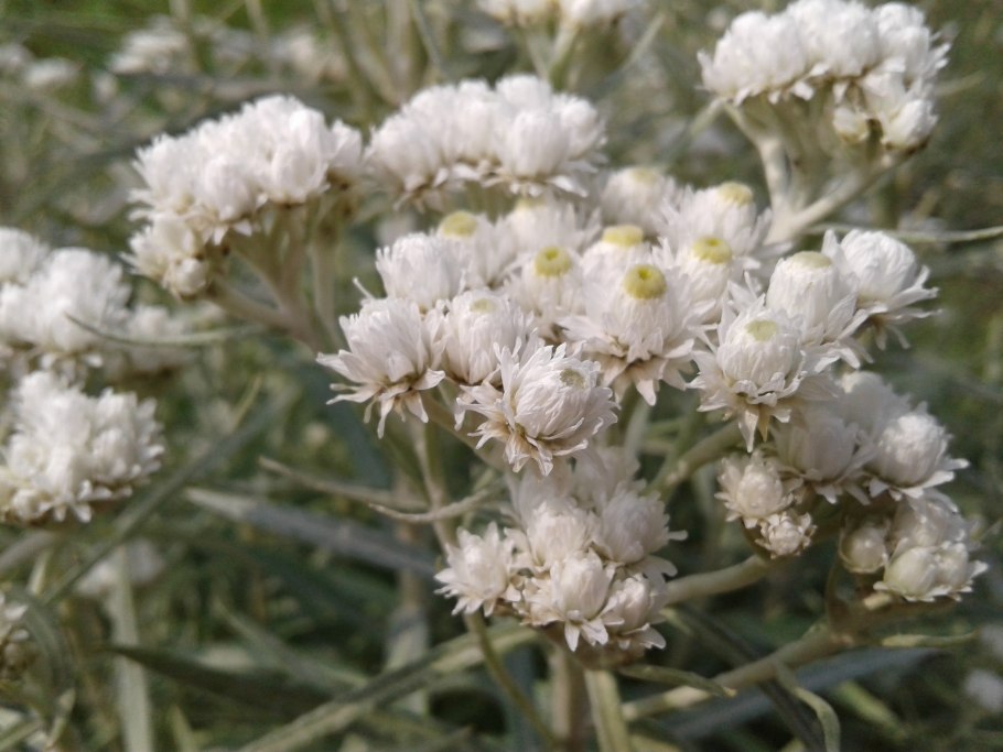 Leptospermum scoparium