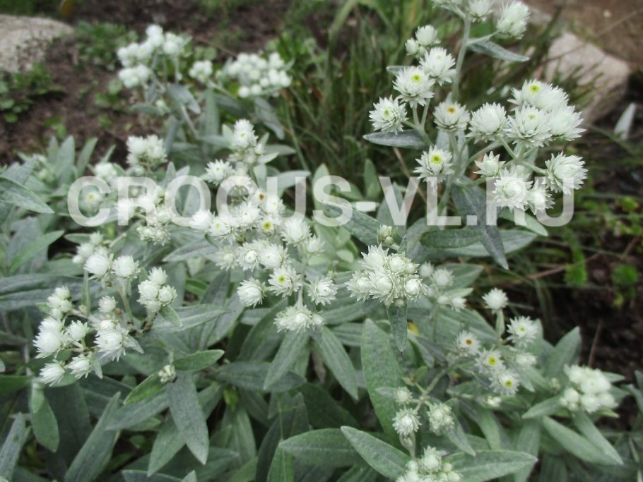 Астильба Арендса Weisse Gloria