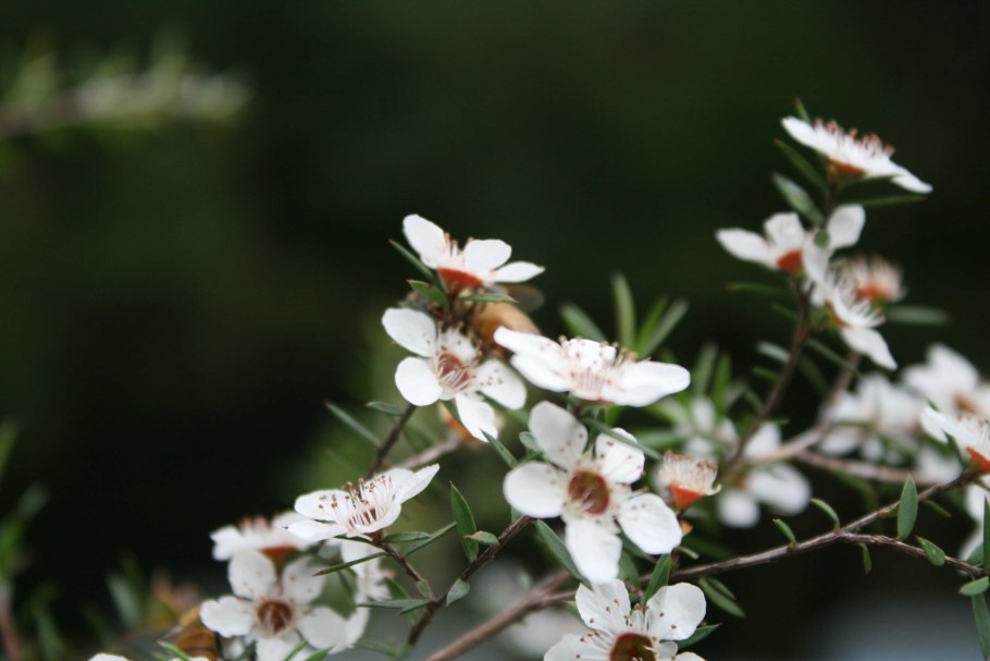 Leptospermum scoparium (чайное дерево)