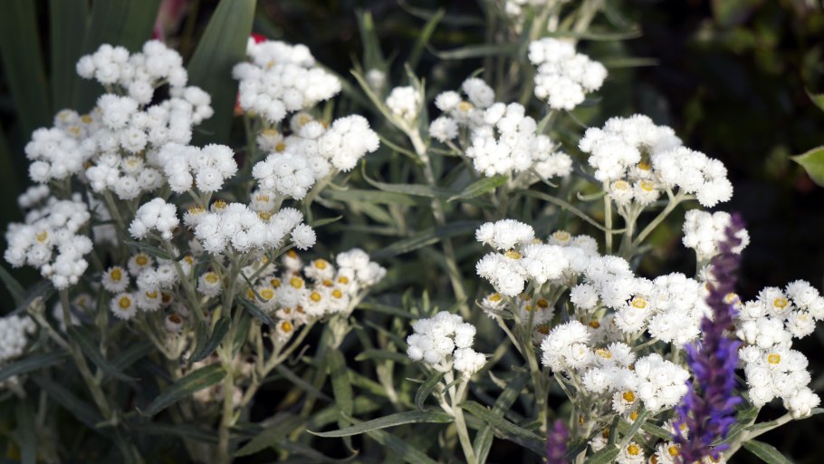 Анафалис жемчужный сухоцвет