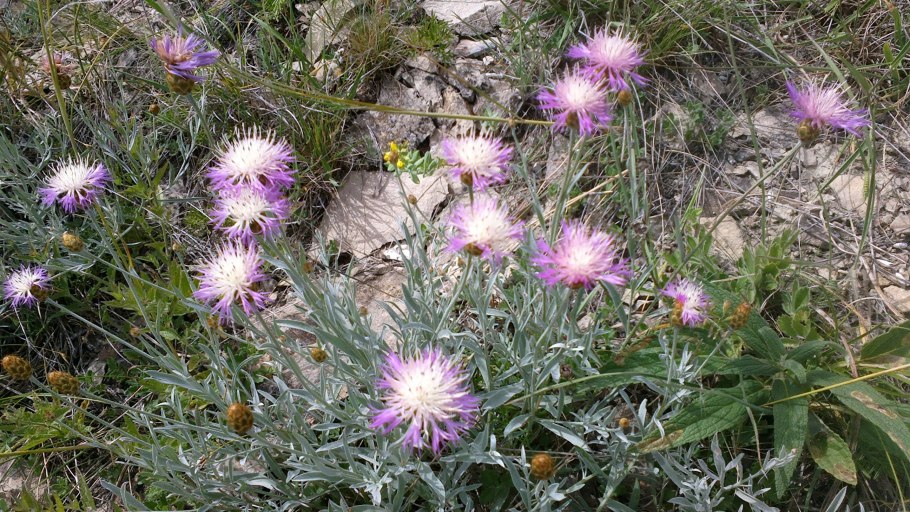 Анафалис жемчужный