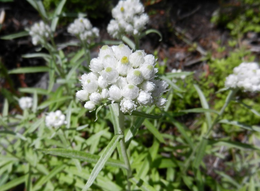 Лептоспермум lanigerum