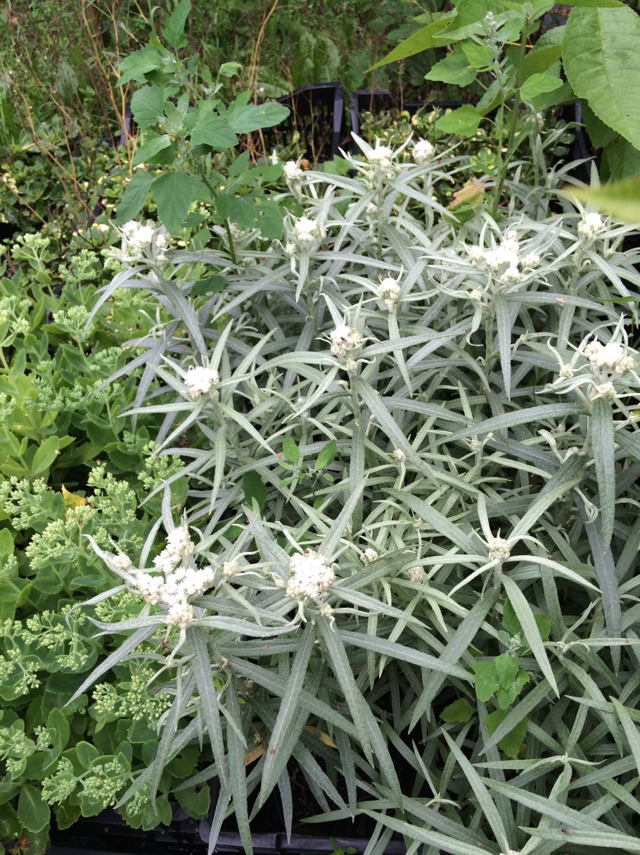 Лептоспермум белый