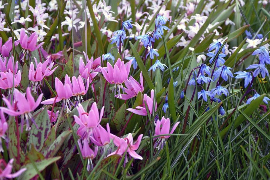 Весенний цветок Кандык