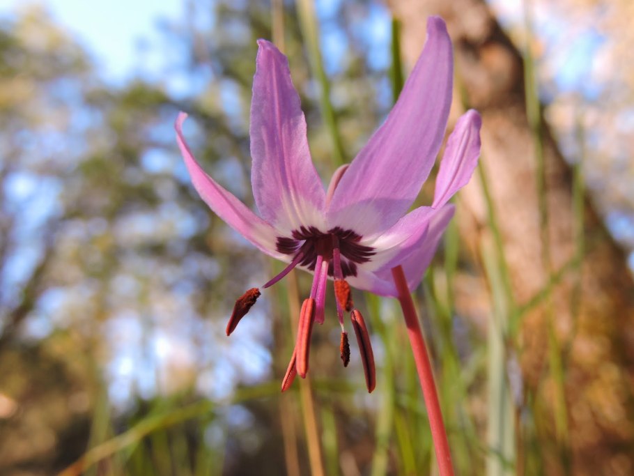 Erythronium dens canis