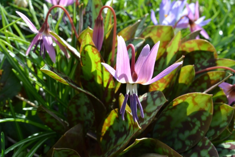 Кандык дэнс Канис