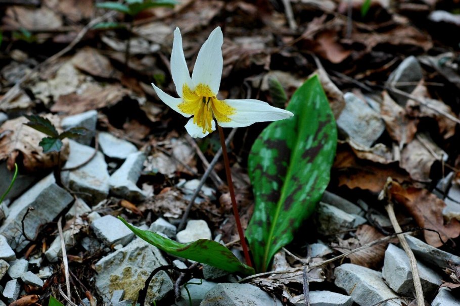 Кандык кавказский