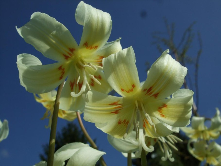 Кандык Сибирский луковица