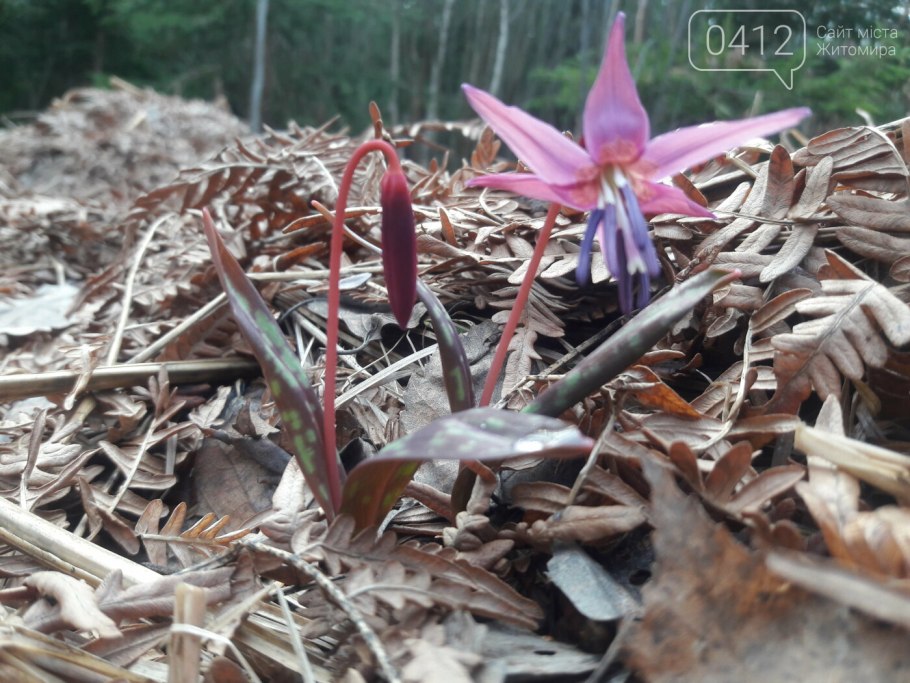 Кандык собачий зуб