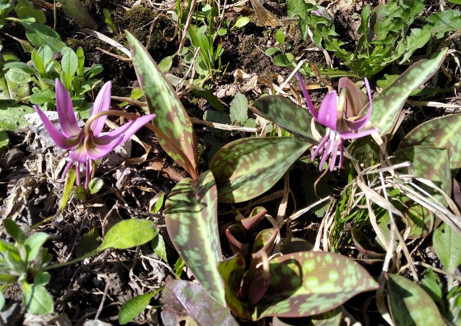 . Snowflake Кандык Европейский