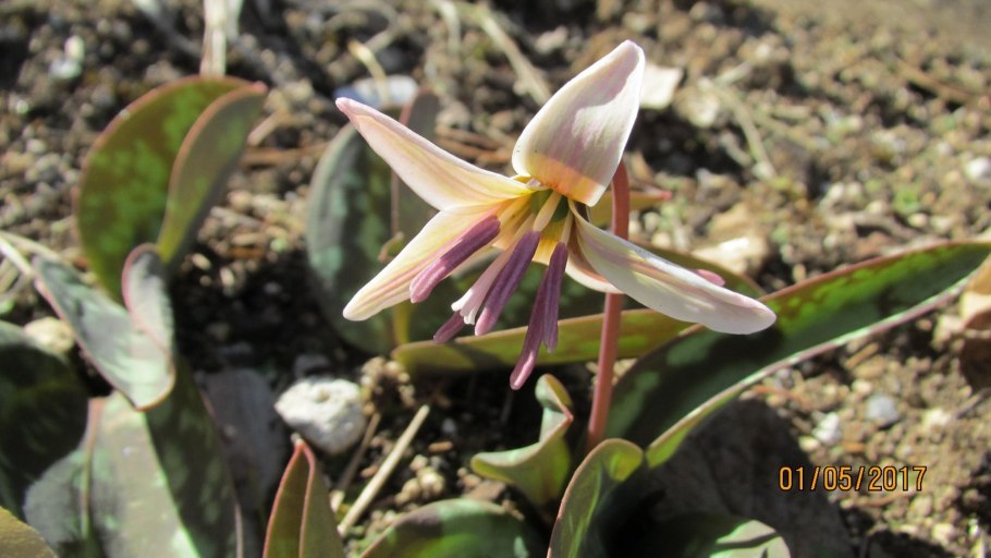 Кандык Сибирский