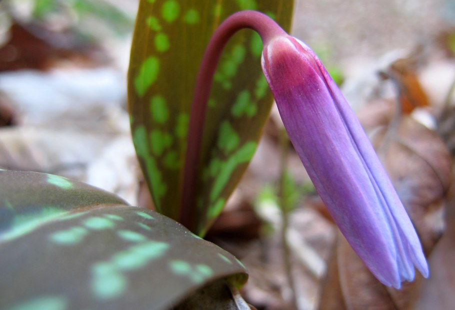 Erythronium dens canis