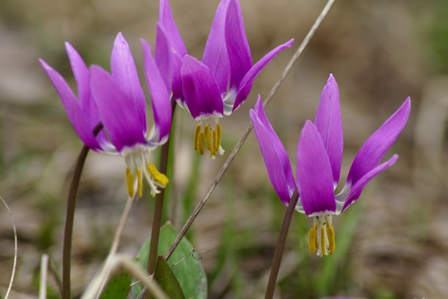 Эритрониум дэнс-Канис