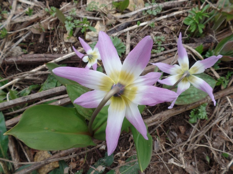 Кандык сибирский ( erythronium sibiricum).