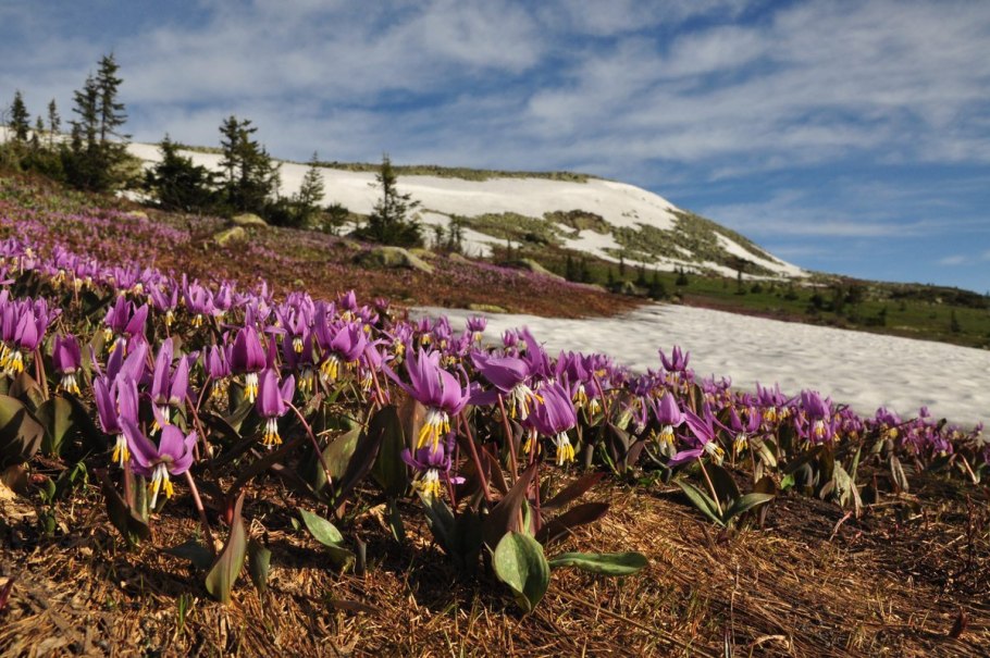 Кандыки сибирский подснежник