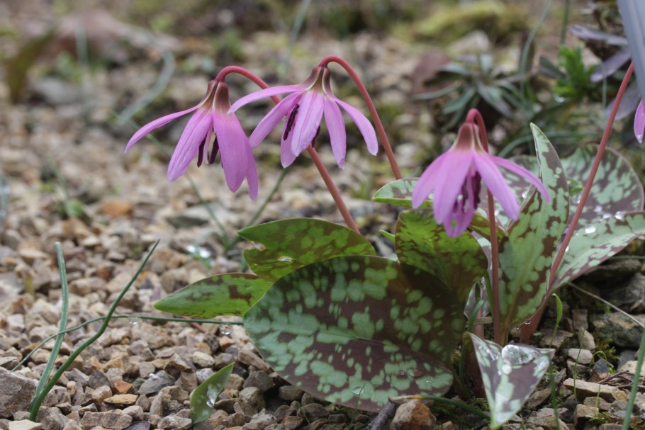 Кандык (erythronium)
