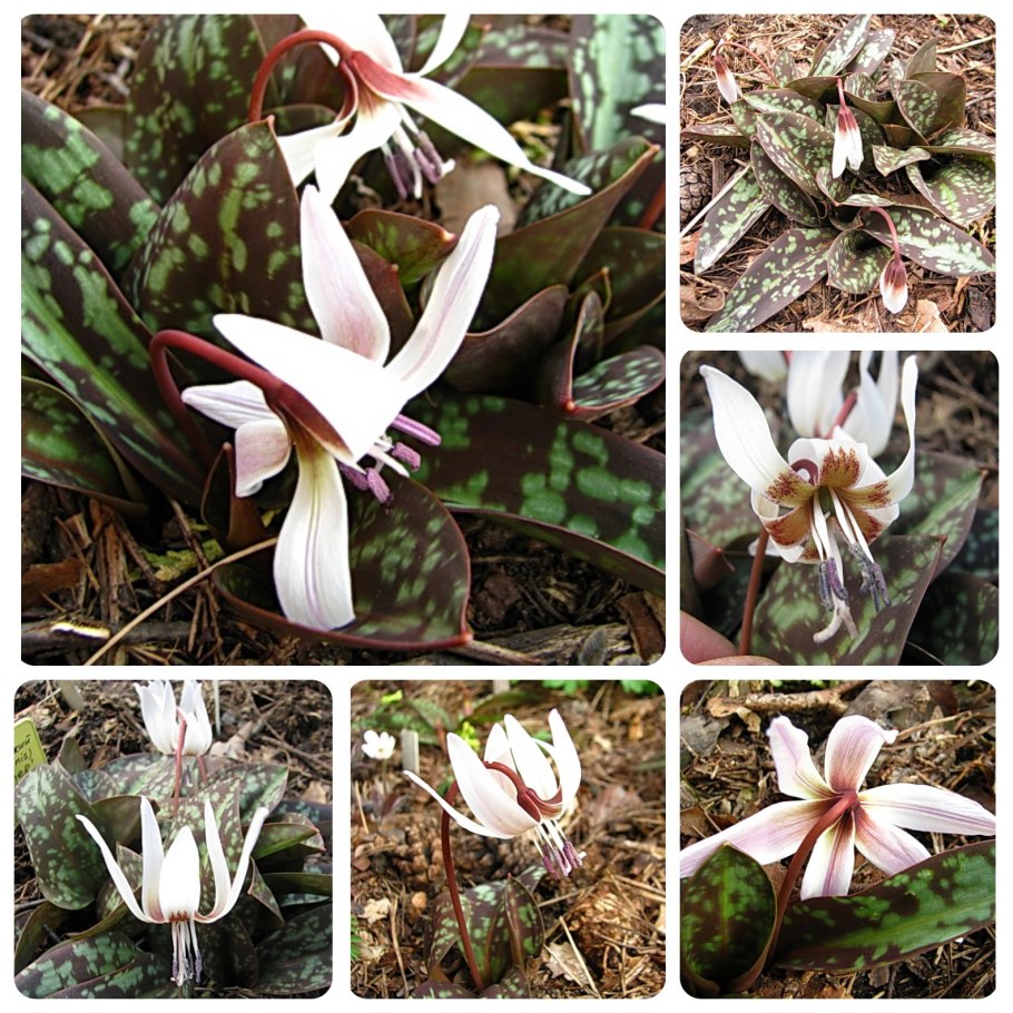 Кандык Эдельвейс