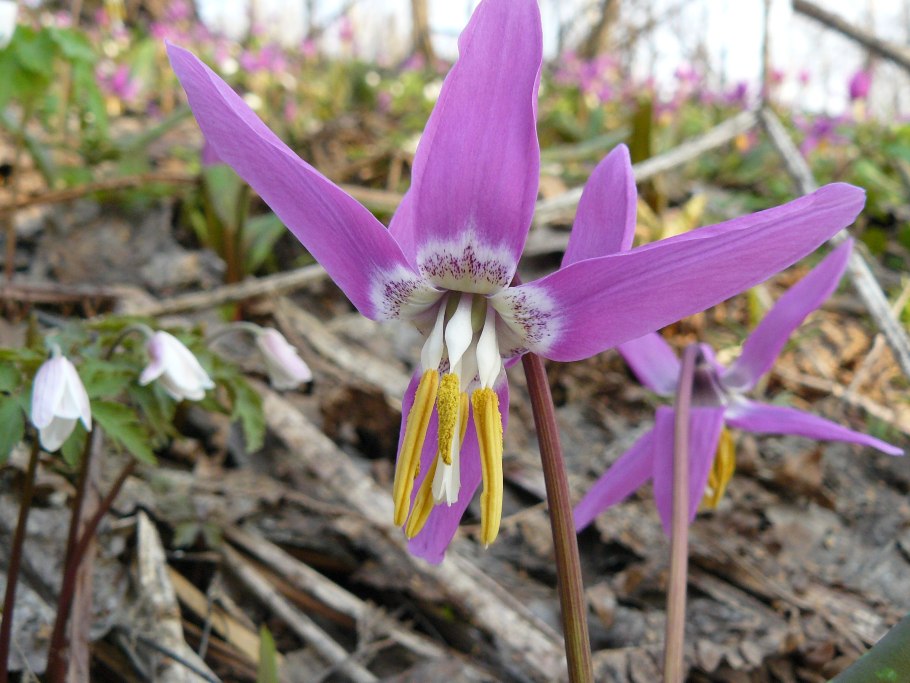 Кандык сибирский красная книга