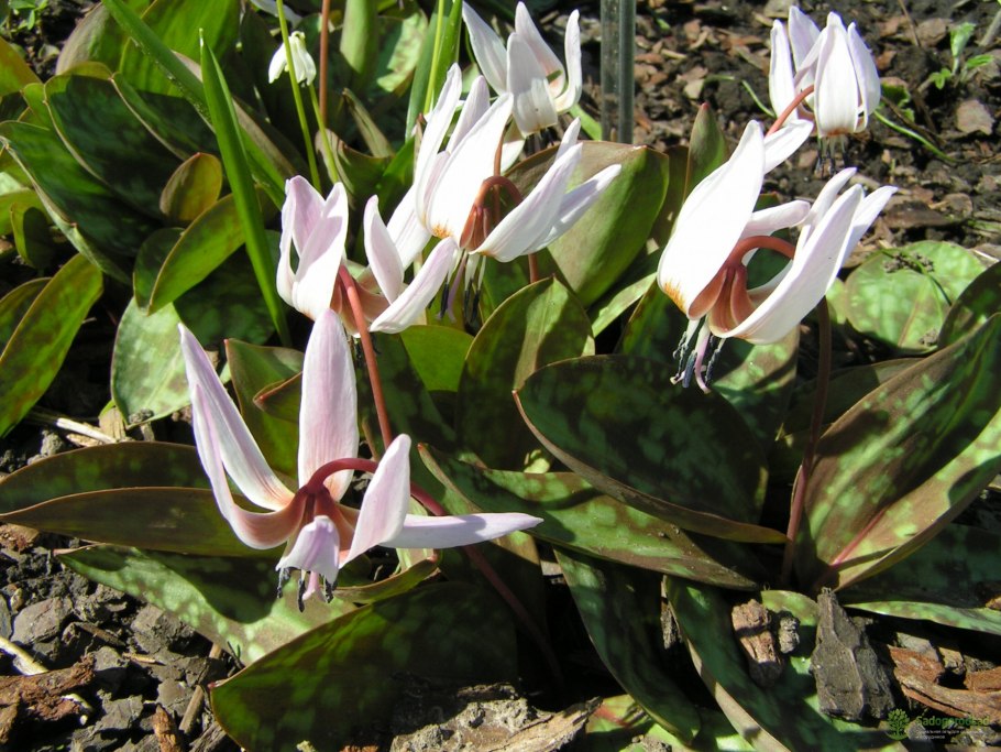 Erythronium dens canis