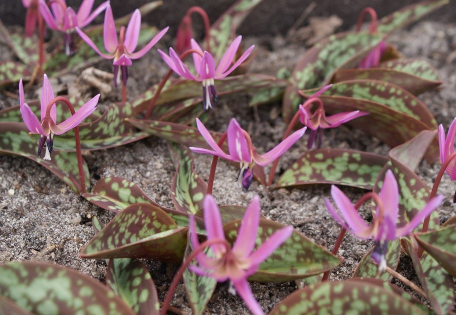 Эритрониум Кондо