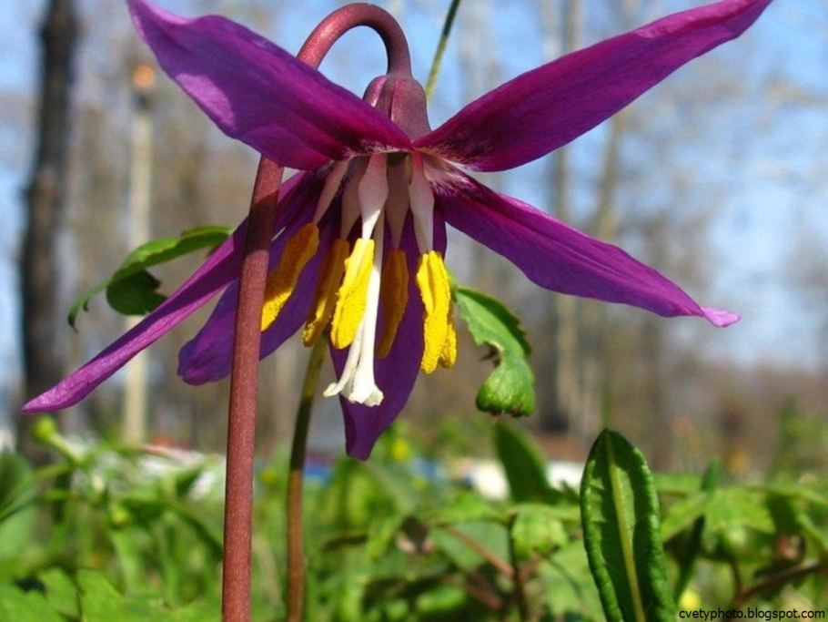 Кандык Сибирский подснежники