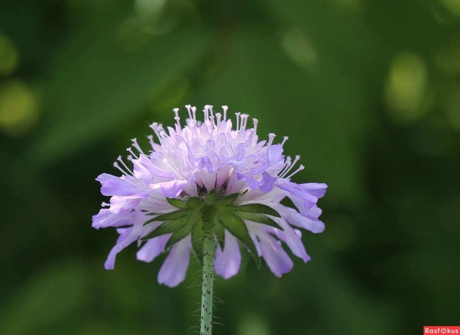 Короставник Македонский "Melton Pastels" (Knautia Macedonica)