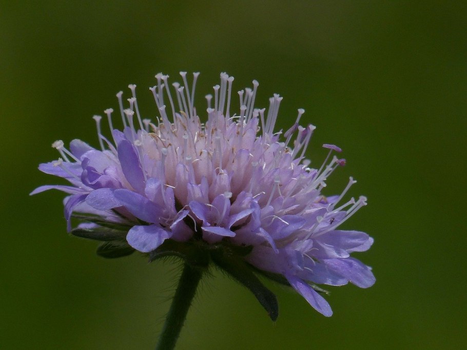 Короставник Македонский (Knautia Macedonica)