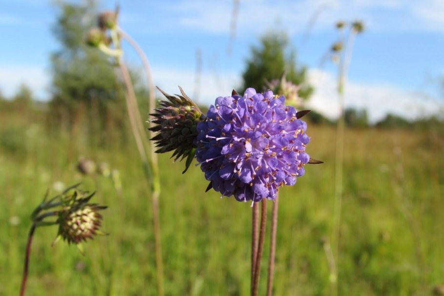 Сивец луговой