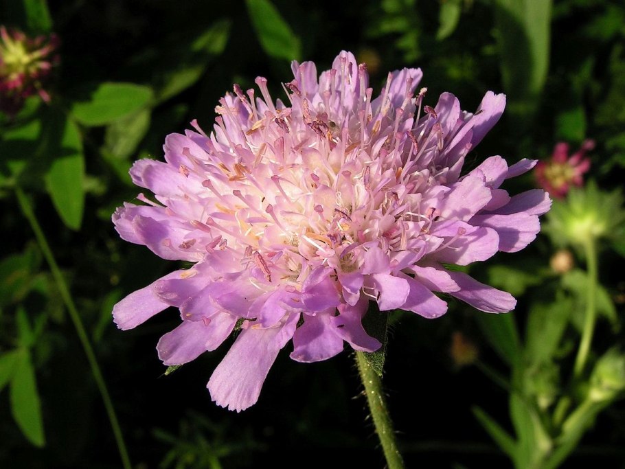 Knautia arvensis