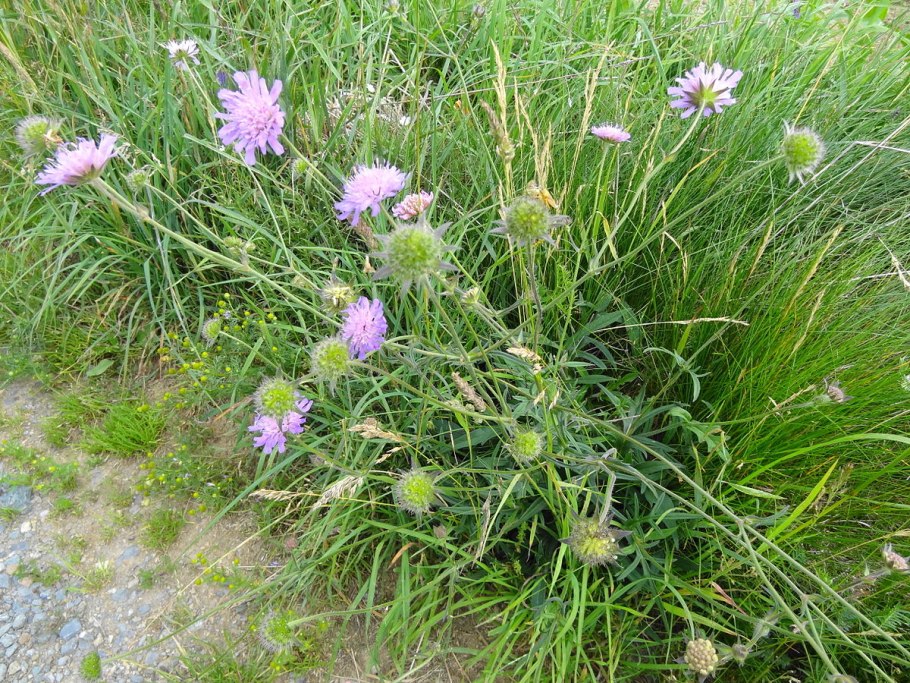 Knautia arvensis