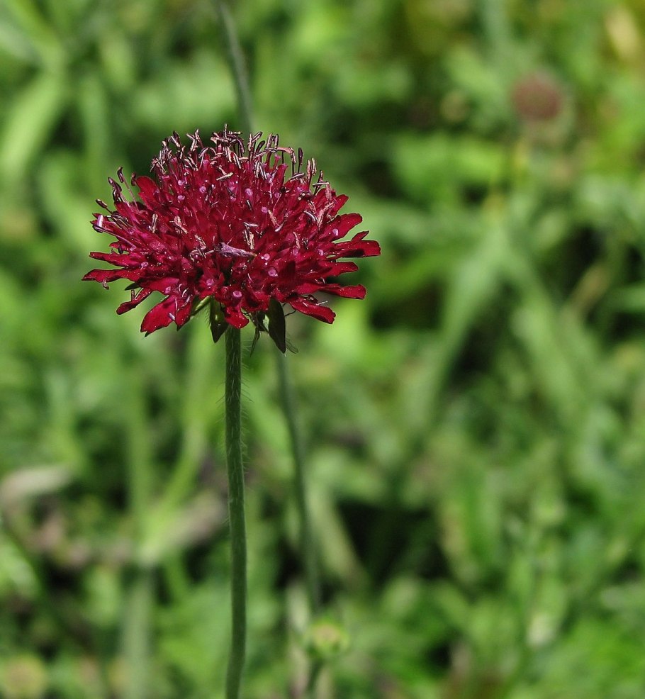 Короставник македонский (knautia macedonica)