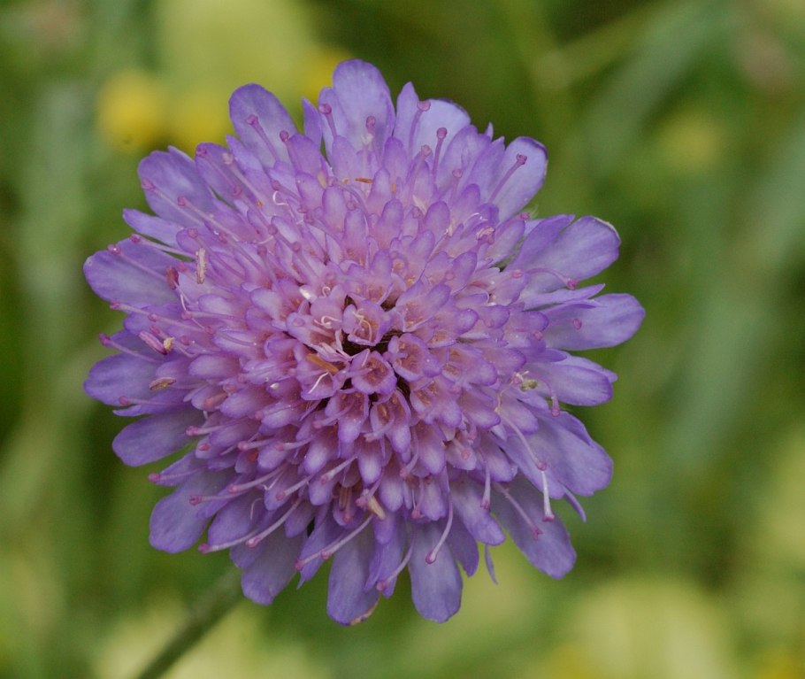 Короставник полевой (Knautia arvensis)