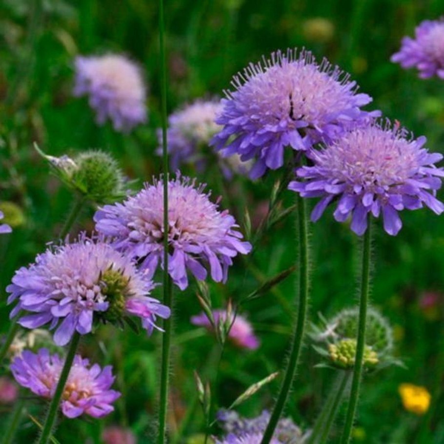 Короставник полевой (knautia arvensis)