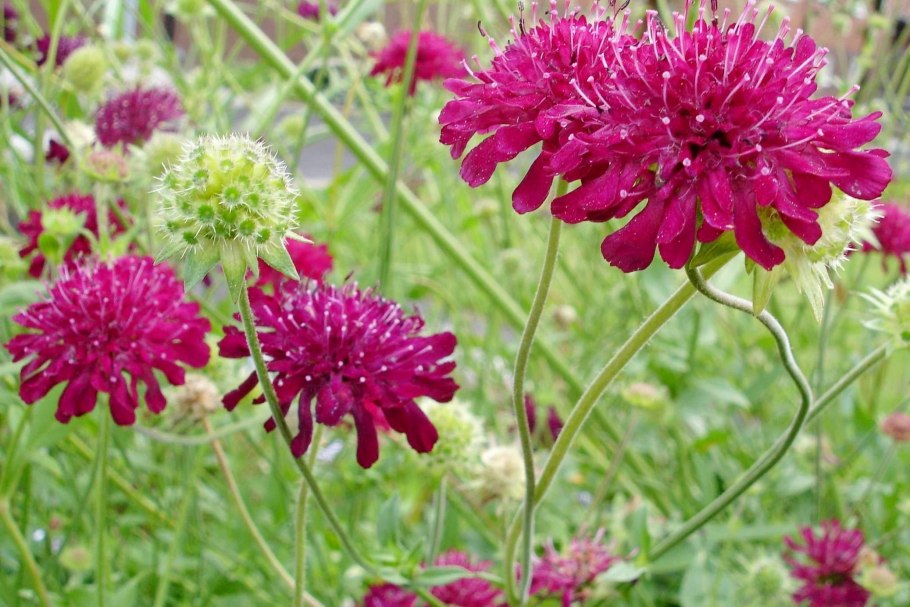 Короставник семена