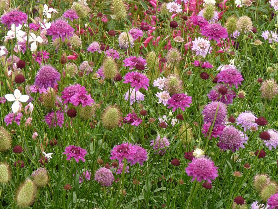 Короставник Македонский (Knautia Macedonica)