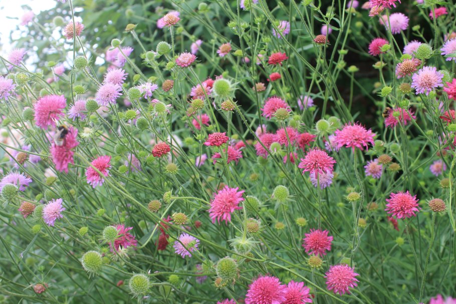 Knautia macedonica