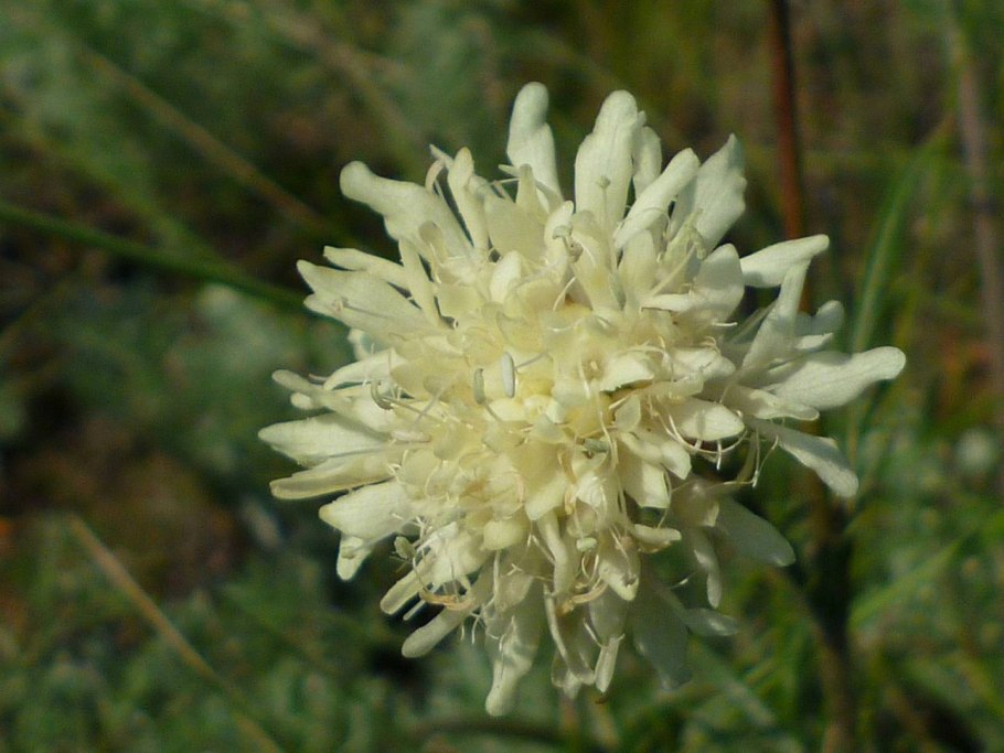 Scabiosa ochroleuca