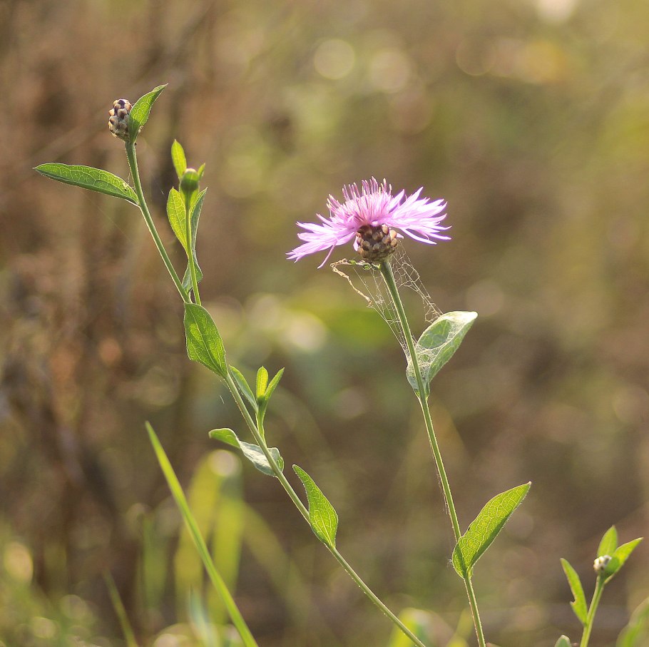 Василёк луговой centaurea jacea