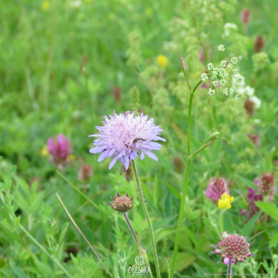 Knautia dipsacifolia