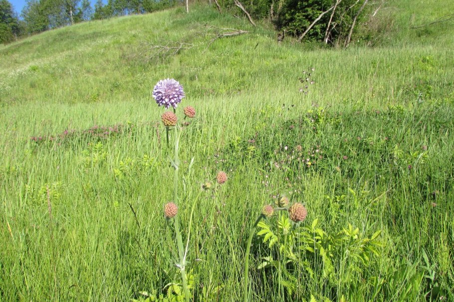 Короставник медонос