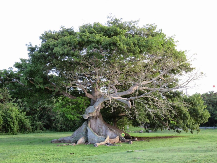 Дерево сейба