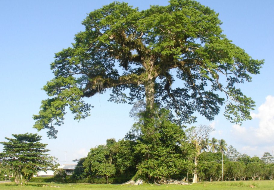 Дерево сейба