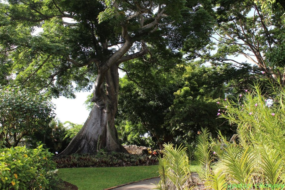 Сейба в Южной Америке