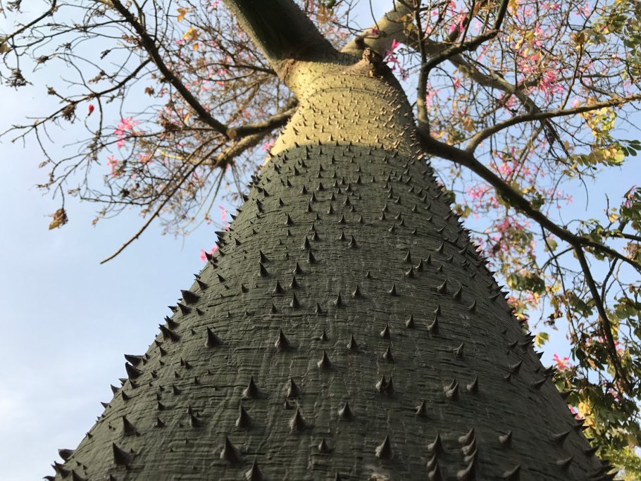 Хлопковое дерево