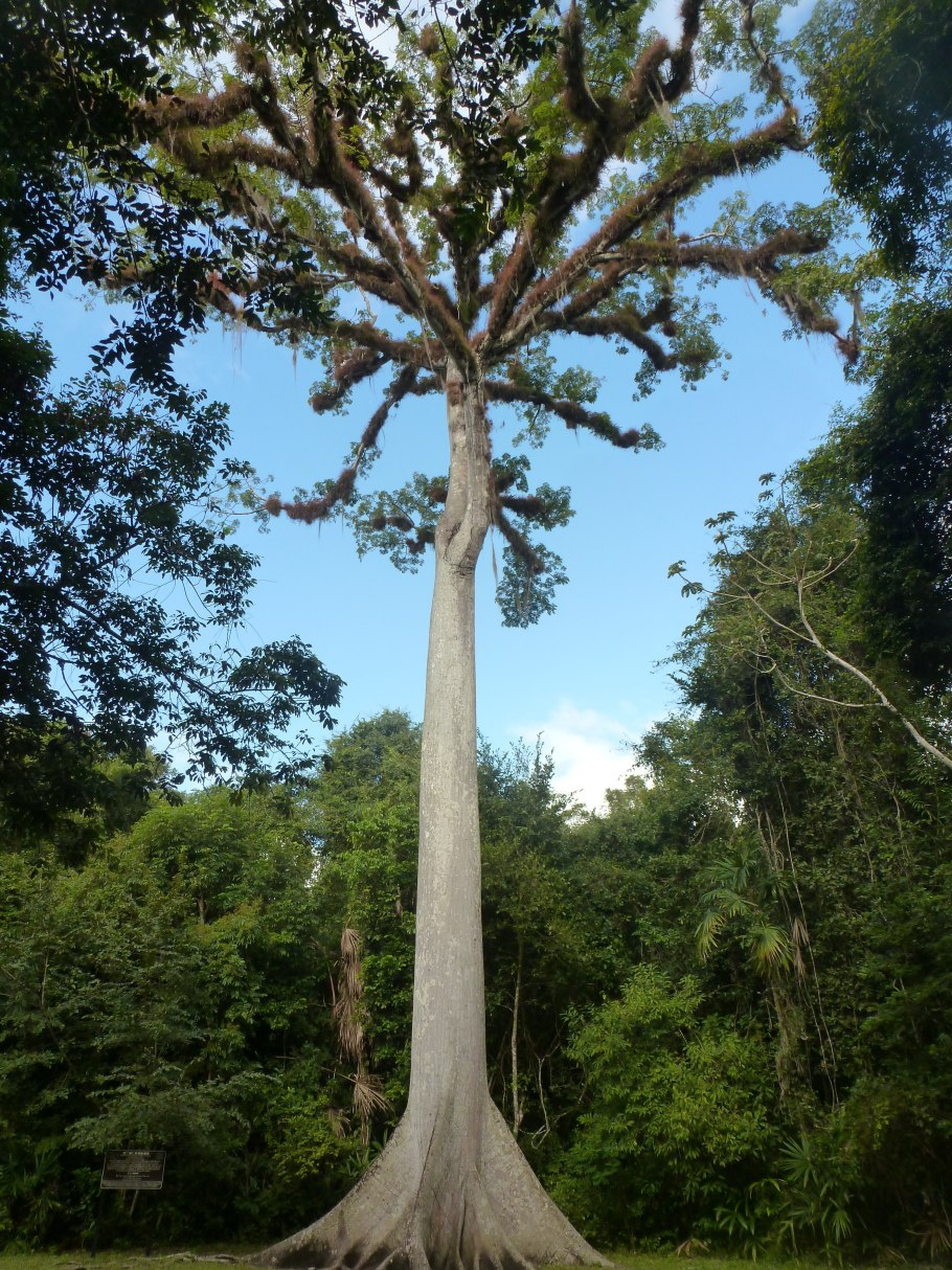 Сейба дерево куба